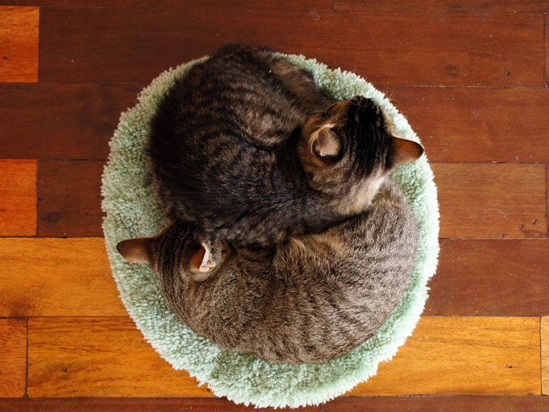 Лежанка для кошек из старого ковра